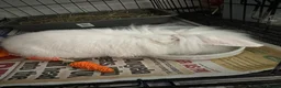 Mini Lion Lop rabbits for sale: Lionlop FREE in Doncaster - Advert 1