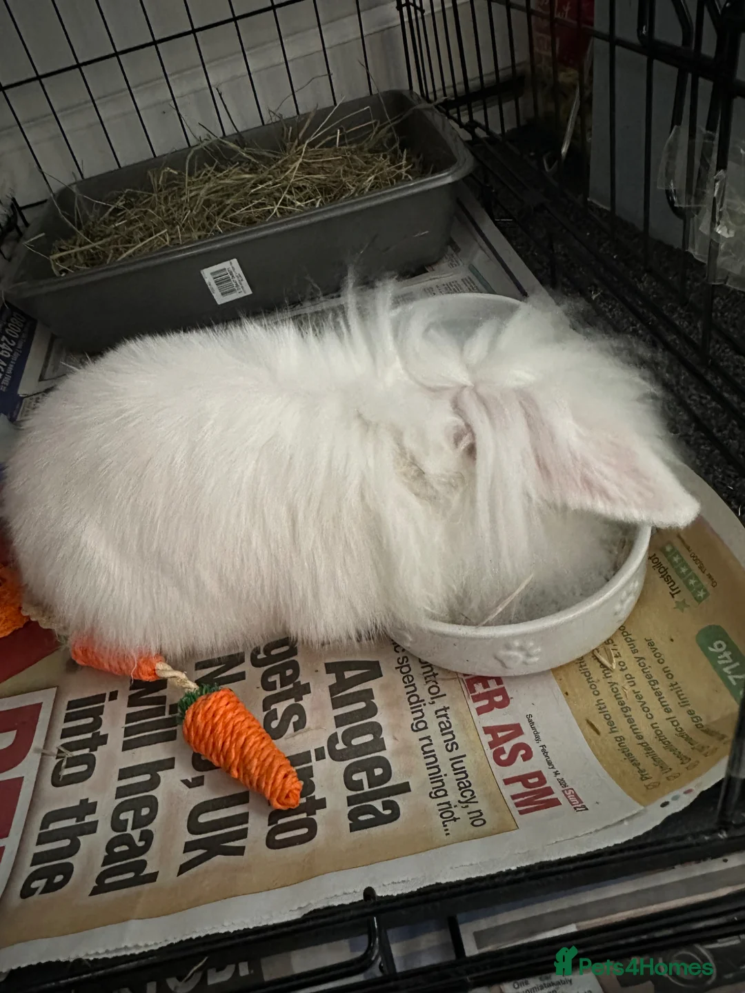 Mini Lion Lop rabbits for sale: Lionlop FREE in Doncaster - Advert 1