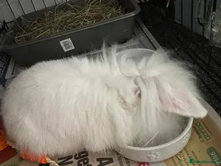 Mini Lion Lop rabbits Lionlop FREE - Advert 3