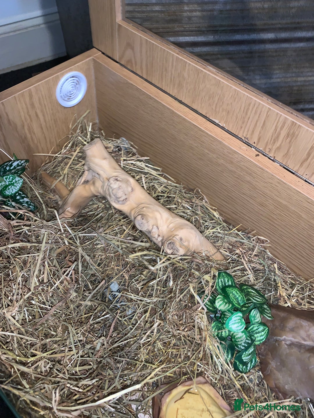 Corn Snake reptiles for sale: Corn snake young  - Image 5