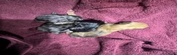 Mixed Breed dogs for sale: 7 beautiful puppies  in Taunton - Advert 32