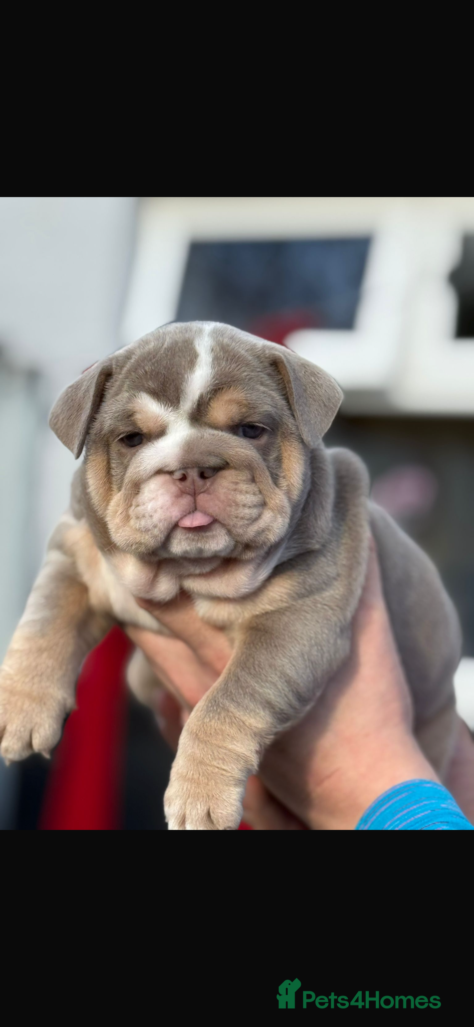 English Bulldog dogs  🐾 ⚡️ HOGWARTS LITTER ⚡️ 🐾  - Advert 3