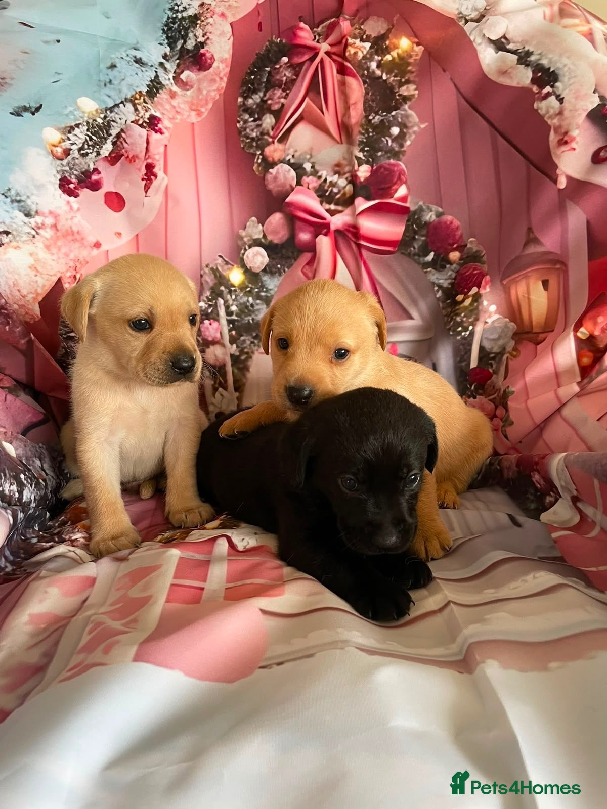 Labrador Retriever dogs Labrador puppies deposit secures - Advert 1