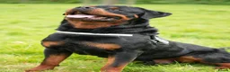 Rottweiler dogs for stud: PICASSO VOM WIESENTAL — Premium Rottweiler - Advert 10