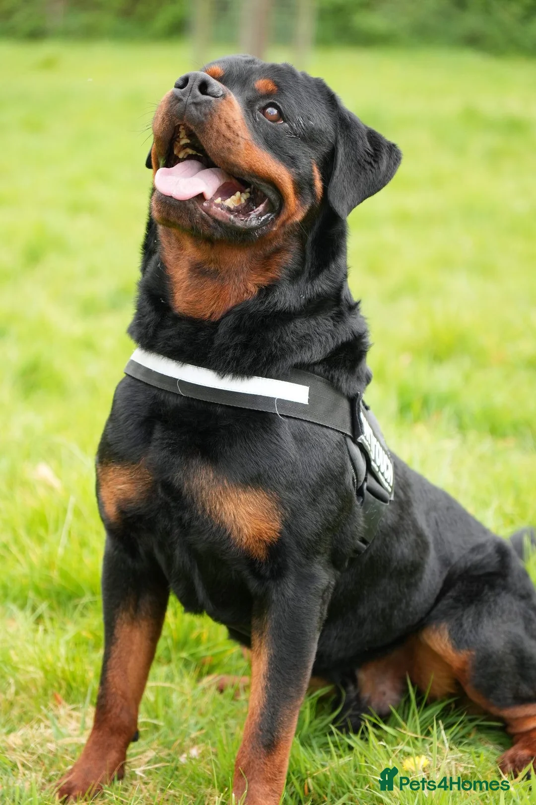 Rottweiler dogs for stud: PICASSO VOM WIESENTAL — Premium Rottweiler - Advert 10