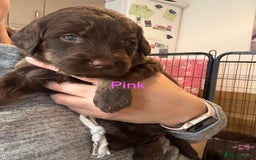 Labradoodle dogs for sale: Stunning Labradoodle Puppies  - Advert 10