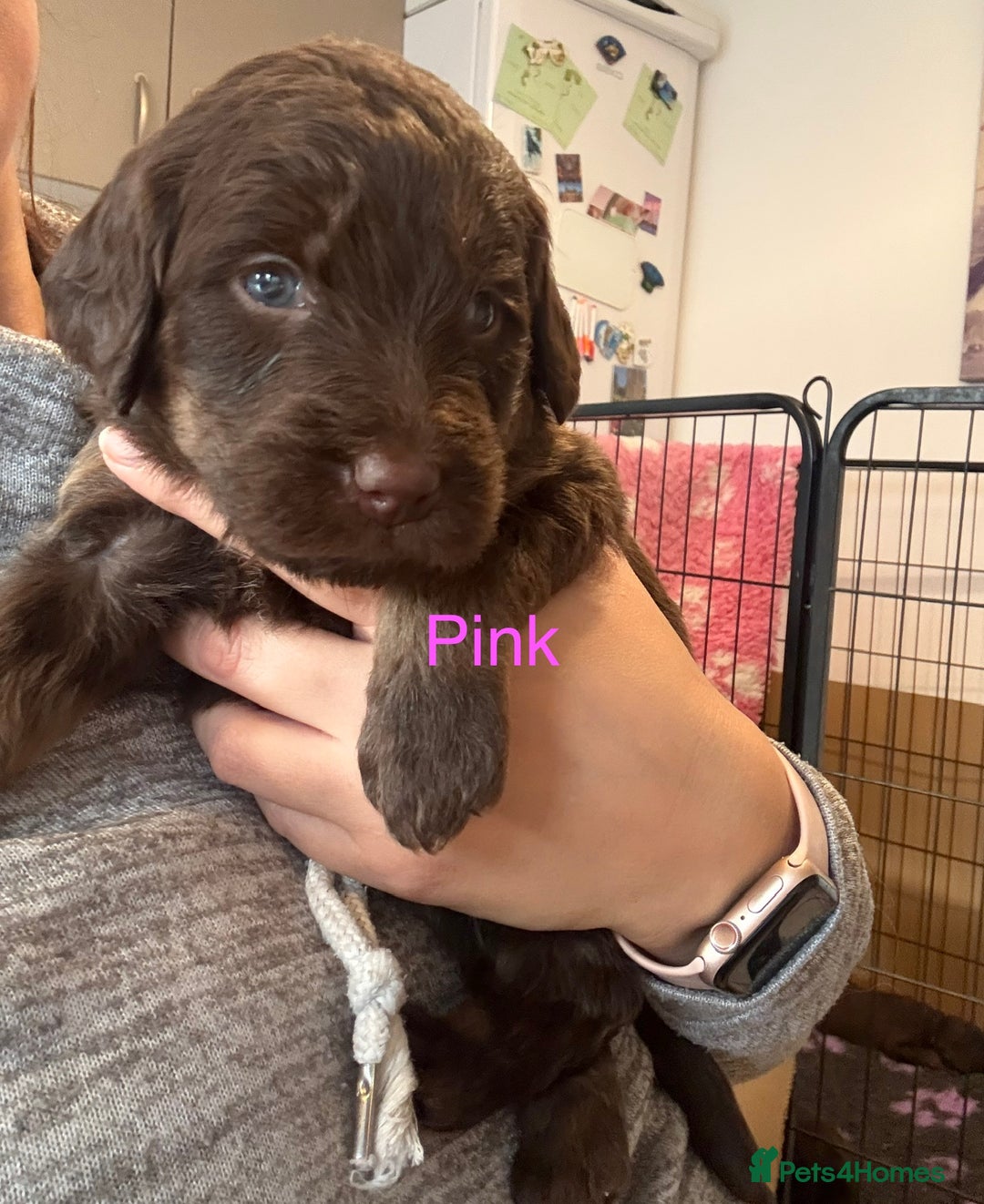 Labradoodle dogs for sale: Stunning Labradoodle Puppies  - Advert 10