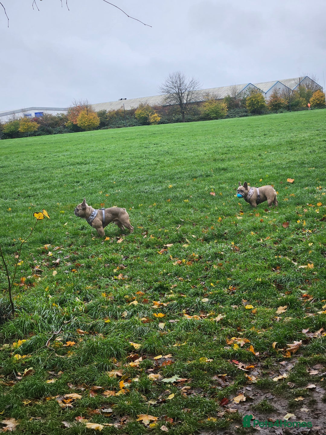 French Bulldog dogs for sale: Desperately seeking a new loving home - Advert 3