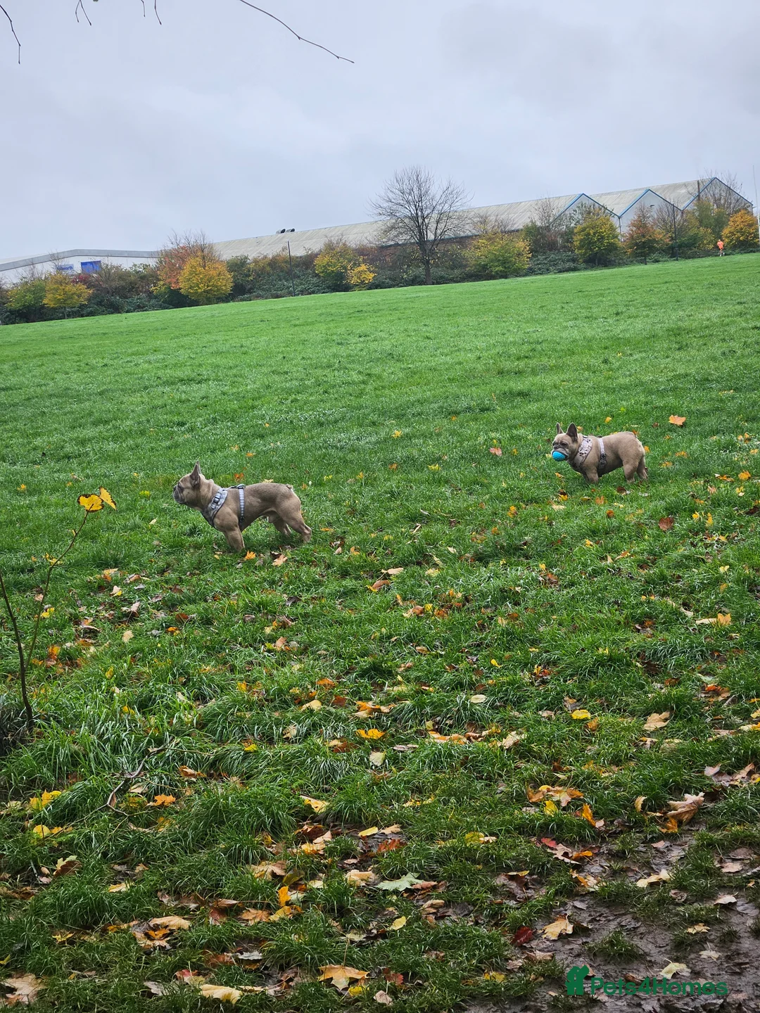 French Bulldog dogs for sale: Desperately seeking a new loving home - Advert 3