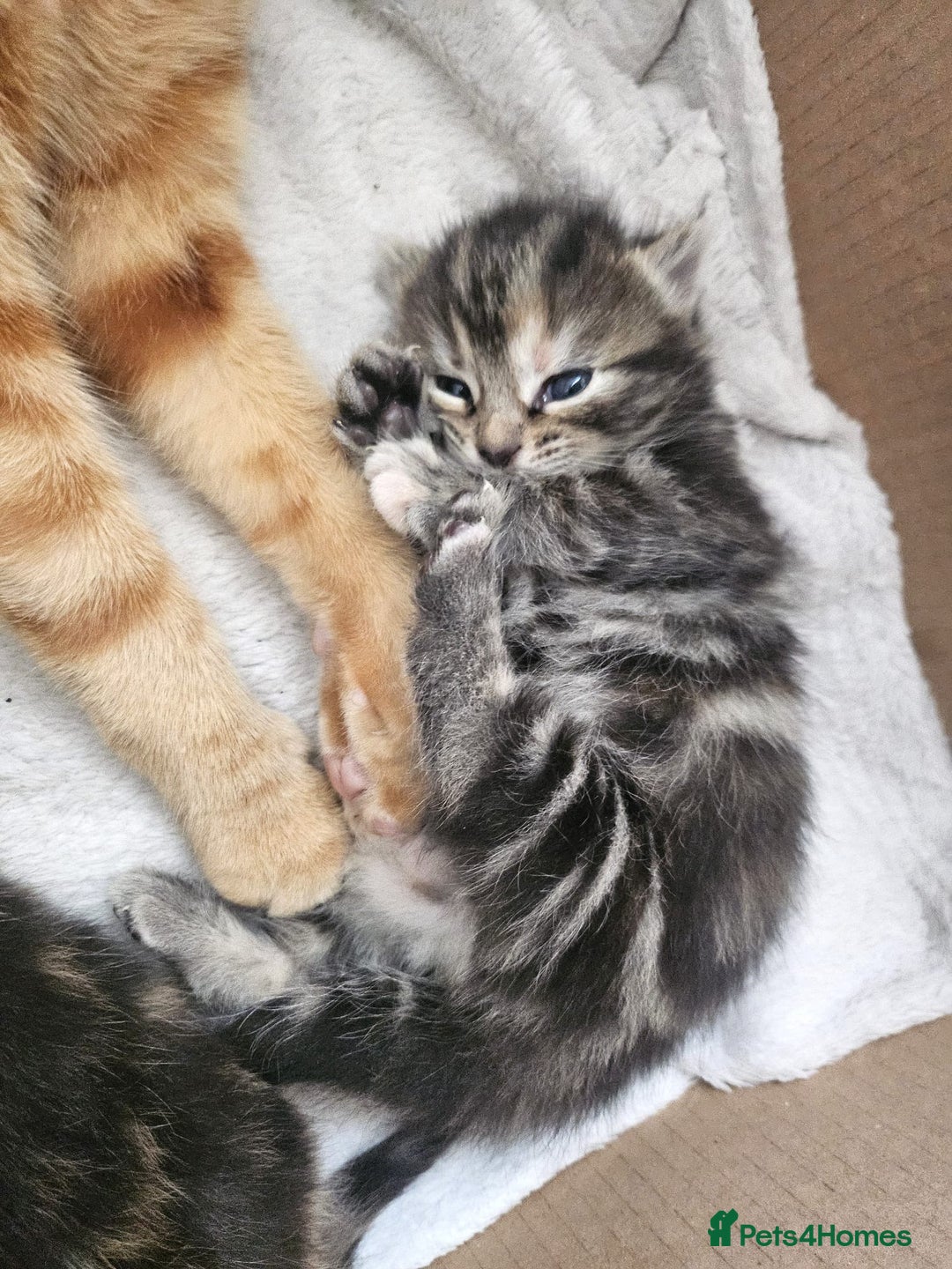 Mixed Breed cats for sale: Female mixed breed kitten (Black and Grey) in Birmingham - Image 7