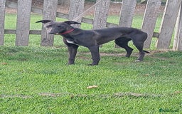 Whippet dogs for sale: Whippet bitch 8 months old  - Image 5