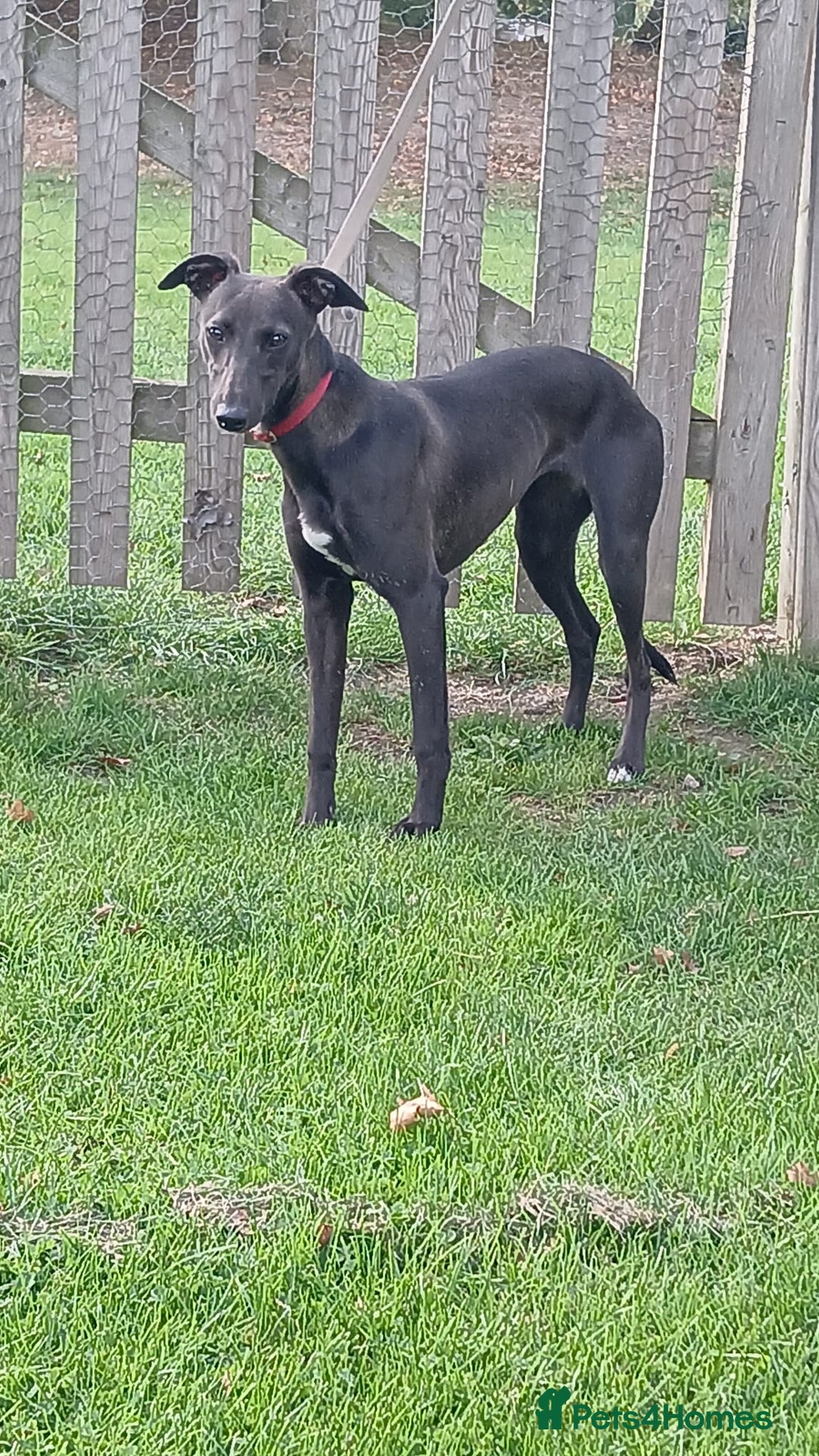 Whippet dogs for sale: Whippet bitch 8 months old  - Image 5