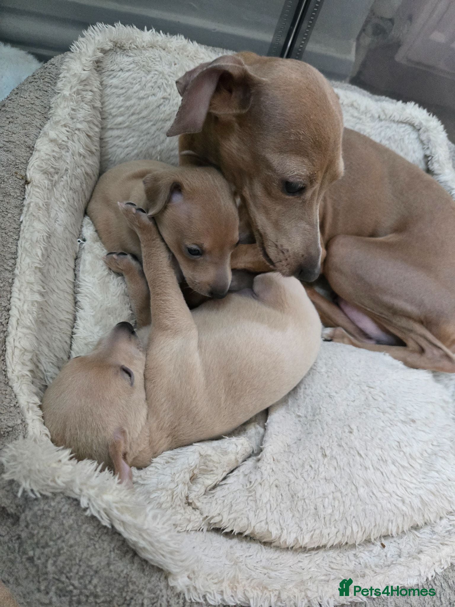 Italian Greyhound dogs 2 tiny KC registered Italian Greyhound boys - Advert 6