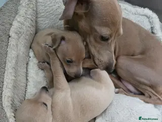 Italian Greyhound dogs 2 tiny KC registered Italian Greyhound boys - Advert 6