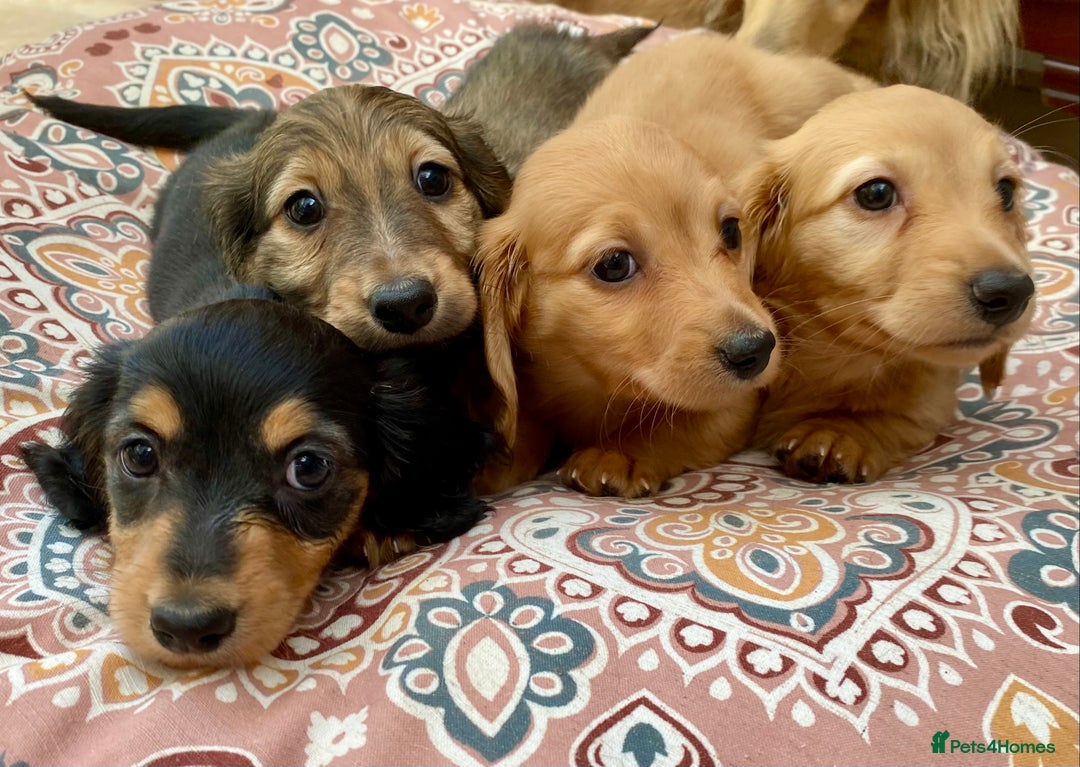 Miniature Dachshund dogs for sale: KC Reg long hair mini dachshunds “Ready now” - Image 11