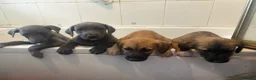 Mixed Breed dogs for sale: Last 3 beautiful whippet lurcher pups  in Stoke-on-Trent - Advert 2