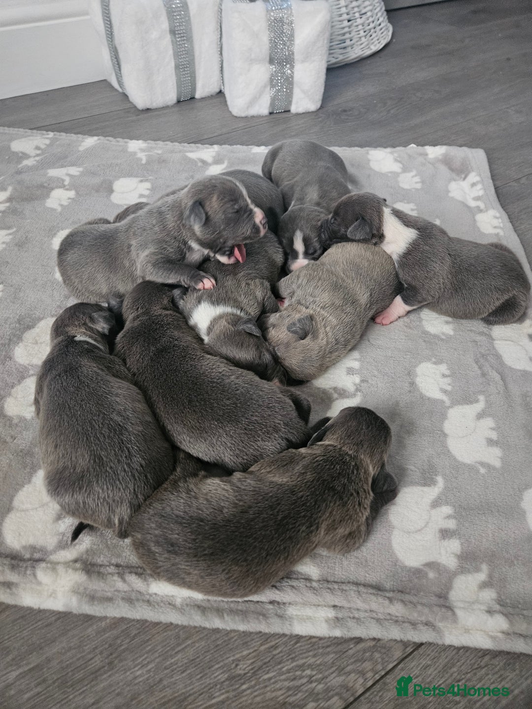 Staffordshire Bull Terrier dogs for sale: Beautiful staffordshire bull terrier puppies - Advert 2