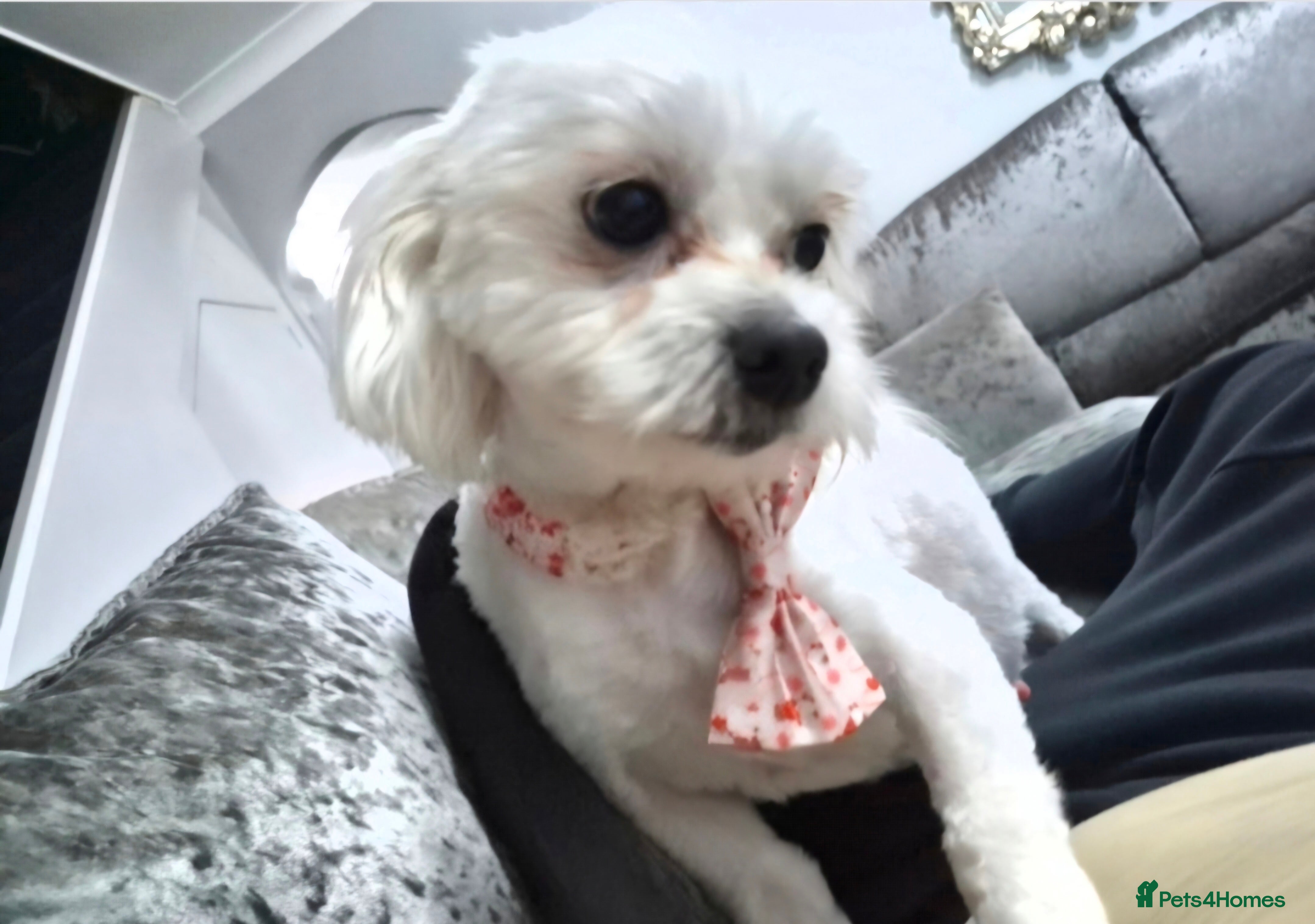 Maltipoo dogs F1 generation Maltipoo's - Advert 1