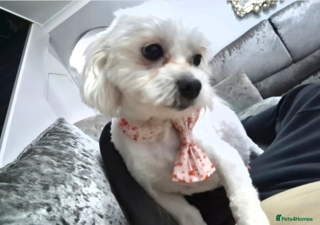 Maltipoo dogs for sale: F1 generation Maltipoo's - Advert 6