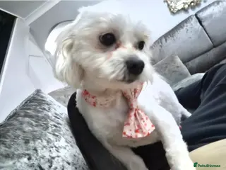 Maltipoo dogs F1 generation Maltipoo's - Advert 1