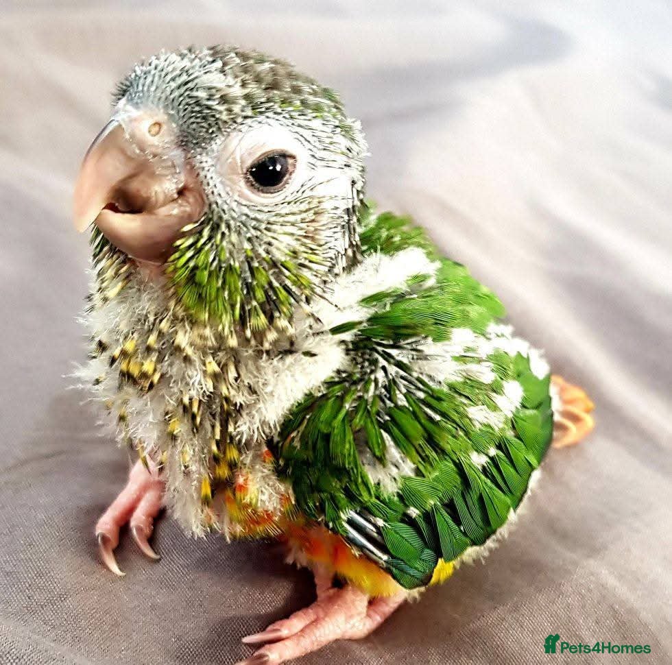 Conures birds Baby greencheek conure chicks - Advert 2