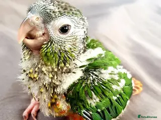 Conures birds Baby greencheek conure chicks - Advert 2