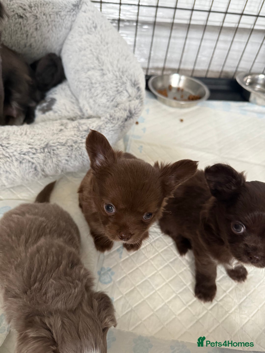 Chihuahua dogs for sale: Chihuahua puppies  - Advert 2
