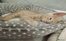 Mixed Breed cats for sale: Mix persian kittens - Image 14