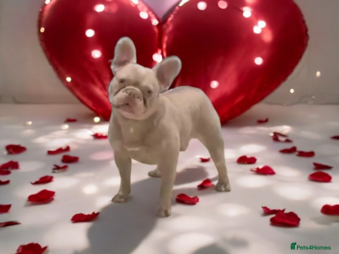 French Bulldog dogs for sale: KANO (RETIRED) LOOKING FOR HIS 5* HOME - Advert 3