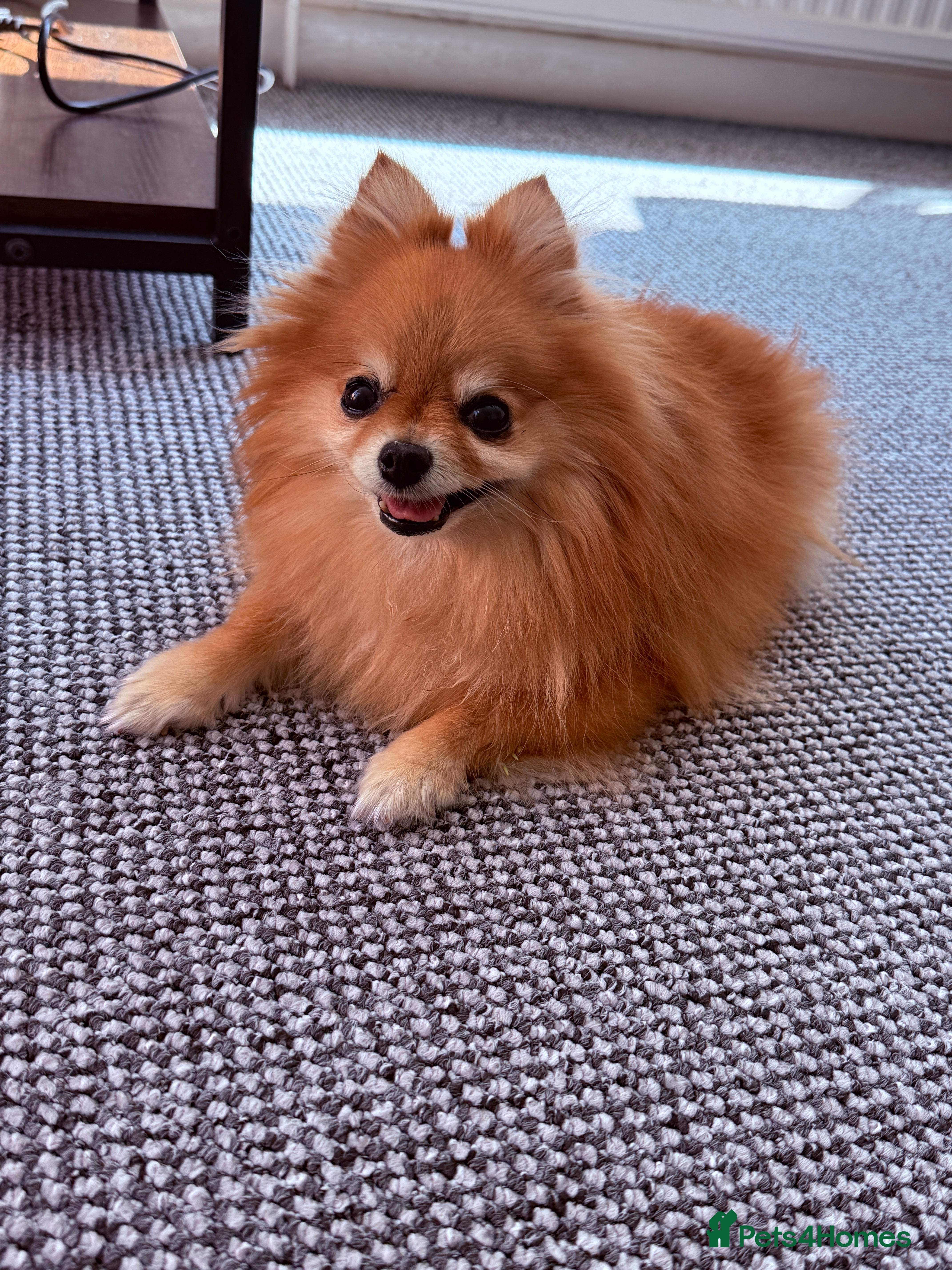 Pomeranian dogs Pomeranian  - Advert 11