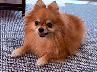 Pomeranian dogs Pomeranian - Advert 12