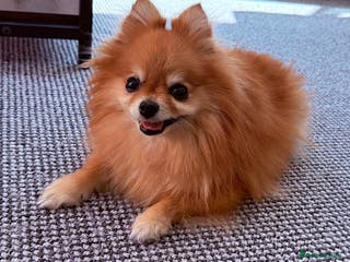 Pomeranian dogs Pomeranian - Advert 16