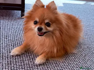 Pomeranian dogs Pomeranian - Advert 1