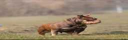 American Bully dogs for sale: American micro bully chocolate tric  - Advert 3