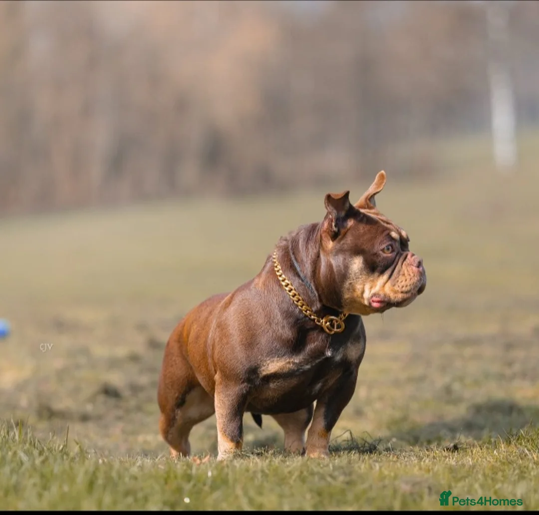 American Bully dogs for sale: American micro bully chocolate tric  - Advert 3