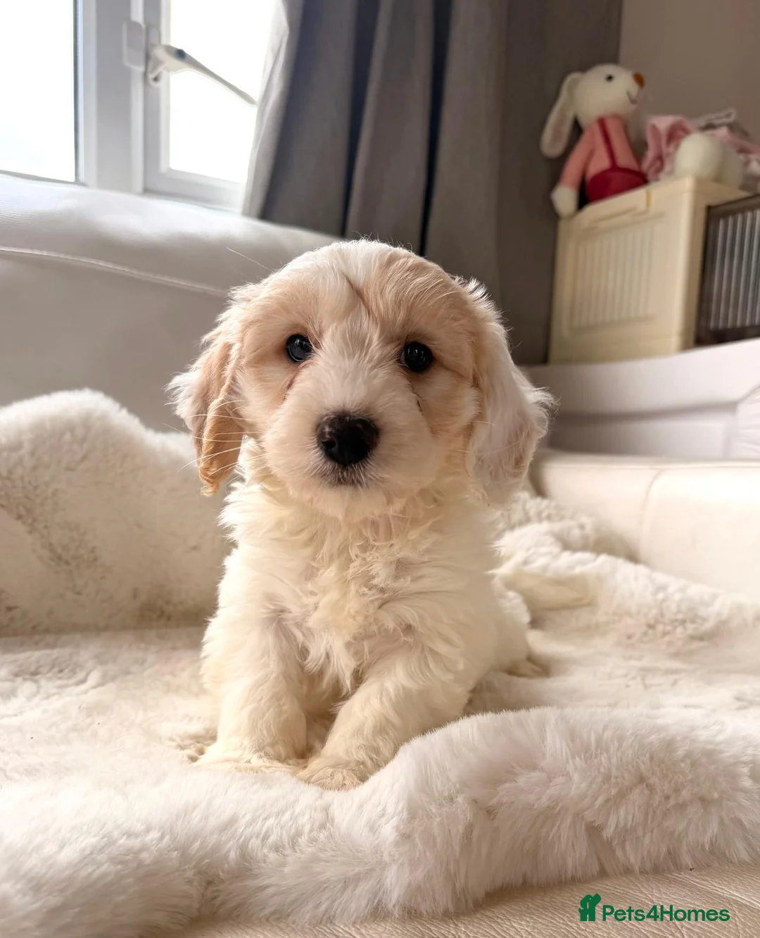 Cockapoo dogs for sale: 🔥F1 Toy Cockapoo Puppies🔥 - Advert 10