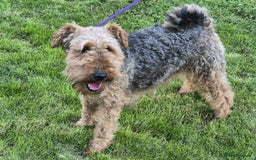 Welsh Terrier dogs for sale: Welsh Terrier  - Image 7