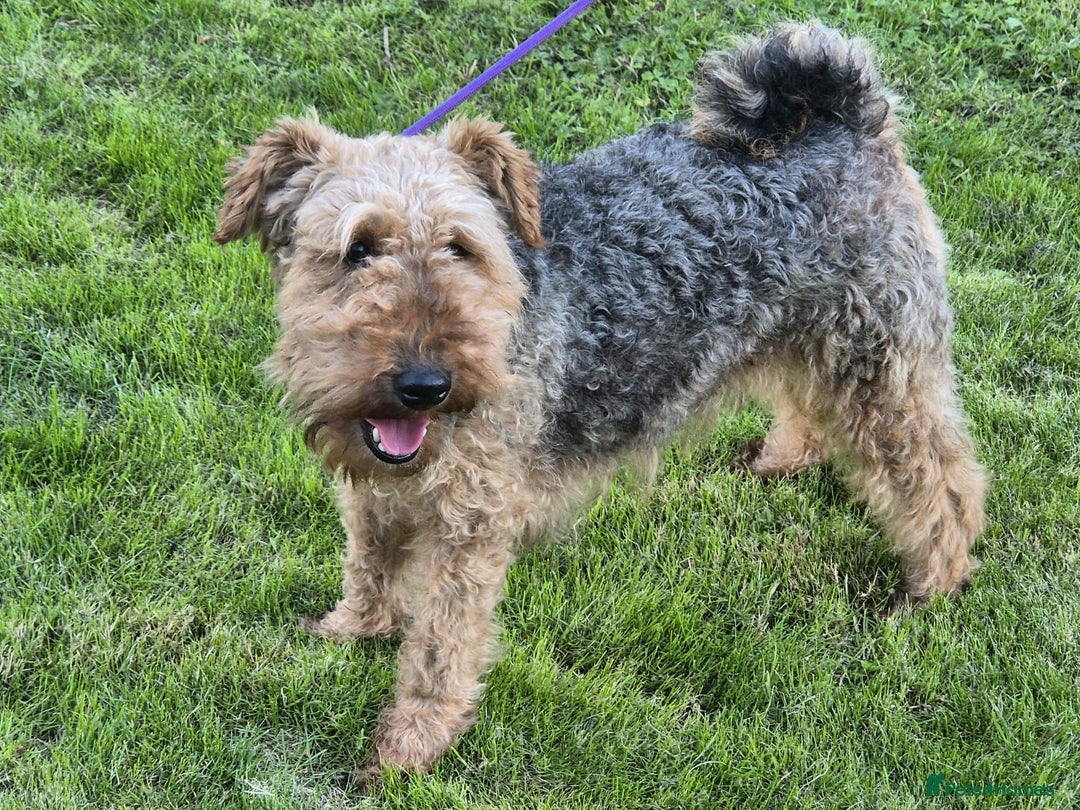 Welsh Terrier dogs for sale: Welsh Terrier  - Image 7