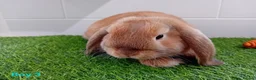 Mini Lop rabbits for sale: Mini Lop Baby Bunnies - Ready now!! - Advert 10