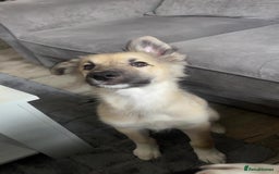 Mixed Breed dogs for sale: Husky mix - Image 1