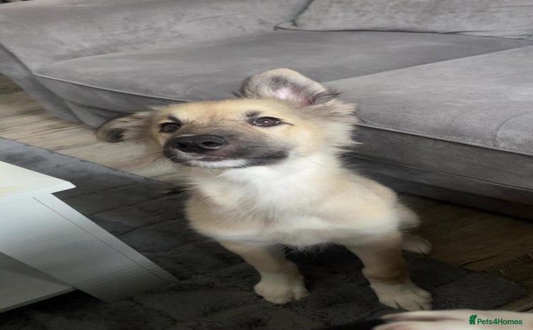 Mixed Breed dogs - Advert 7