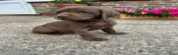 Labrador Retriever dogs for sale: Choc dual purpose Lab pups, KC Reg Health Tested  - Advert 15