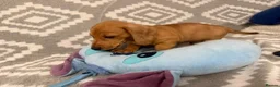 Miniature Dachshund dogs for sale: Beautiful Miniature Puppy Dachsung  - Advert 21