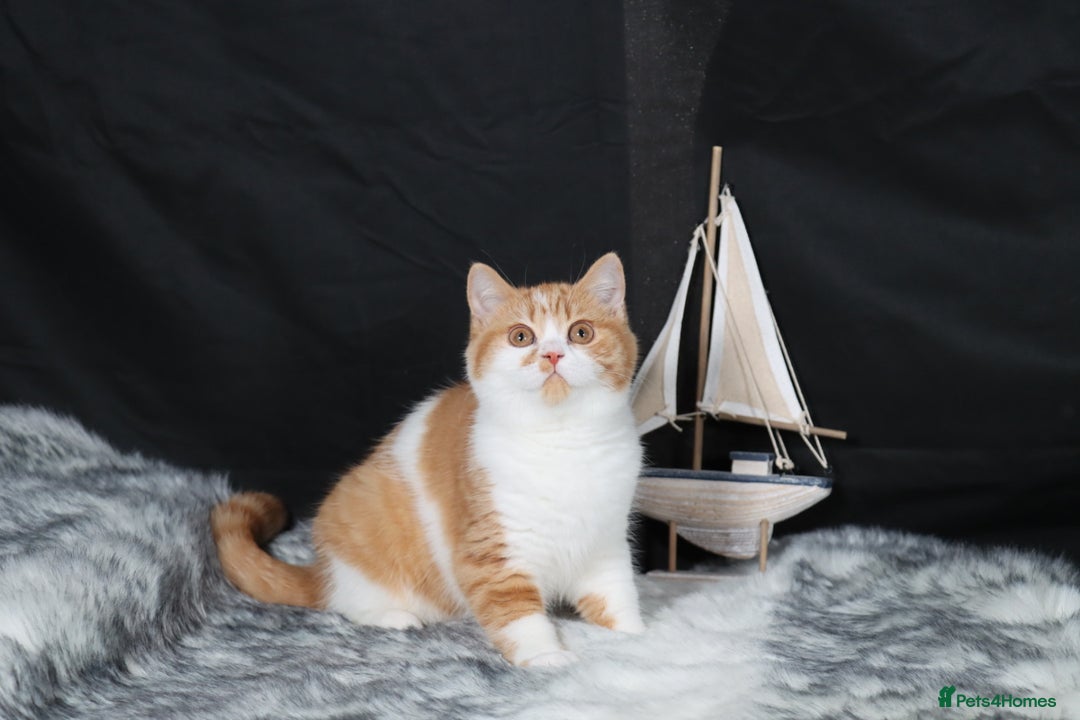 British Shorthair cats for sale: Last Red &White female British Shorthair kitten - Image 7