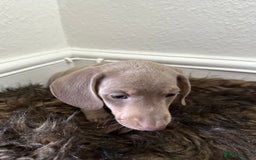 Miniature Dachshund dogs for sale: 🐾 Miniature Dachshund Puppies Isabella & Tan Boys - Image 6