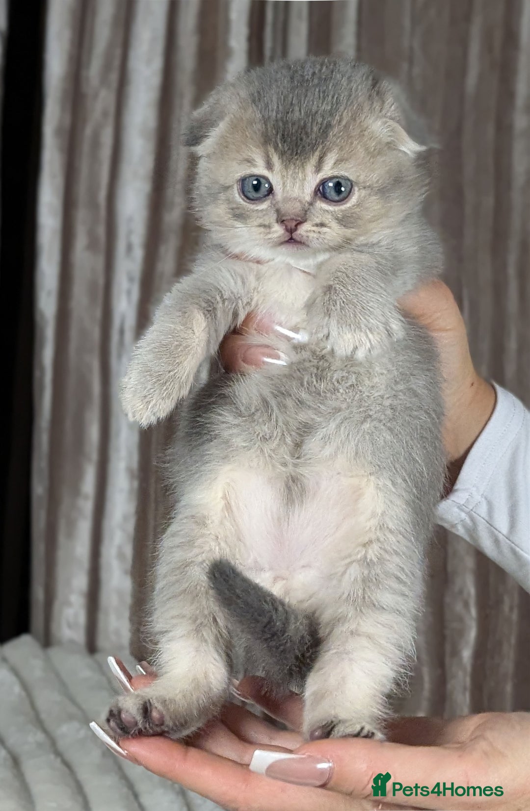 Scottish Fold cats for sale: 🐾TICA red ❣️SCOTTISH Fold•Straight - Advert 18