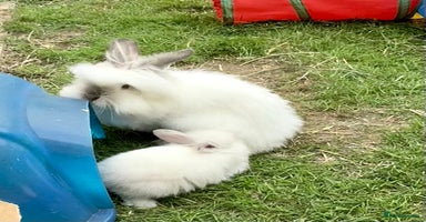 Lionhead rabbits - Advert 11