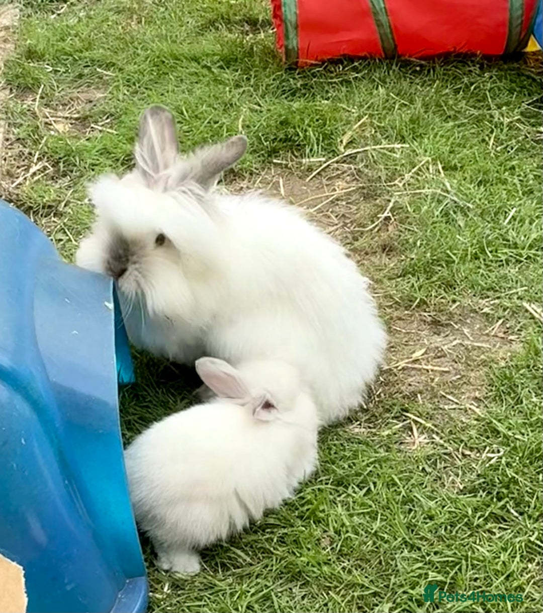 Lionhead rabbits for sale: Teddy Double & Single Lionhead Price starts at £35 - Image 8