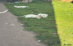 West Highland Terrier dogs for sale: West highland terrier  - Image 17