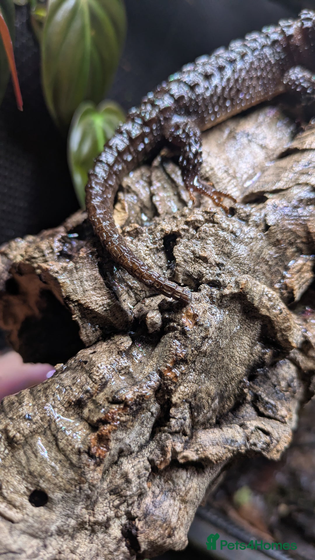 Skink reptiles for sale: Red-Eyed Crocodile Skink (Tribolonotus gracilis) - Advert 4